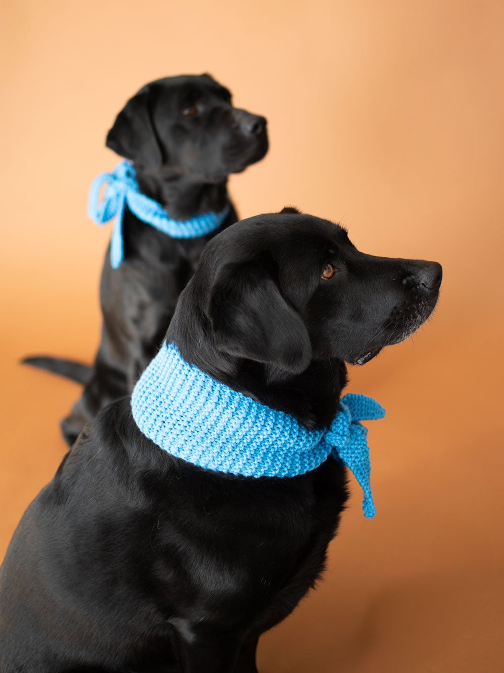 Sky Blue Dog Scarf